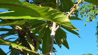 Mamey Flowers For The First Time In 10 Years, In Stuart Florida