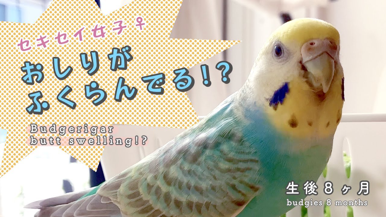 勘ちがいで病院🏥に連れて行かれたセキセイインコ｜budgie 8 months to the hospital by mistake