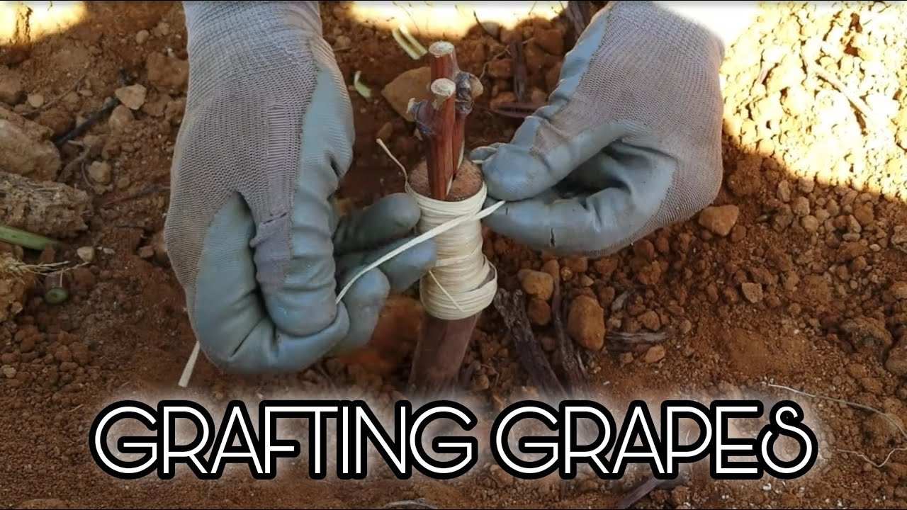 Injerto de viña - tipo pua