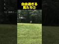 自由過ぎる馬たち Part2