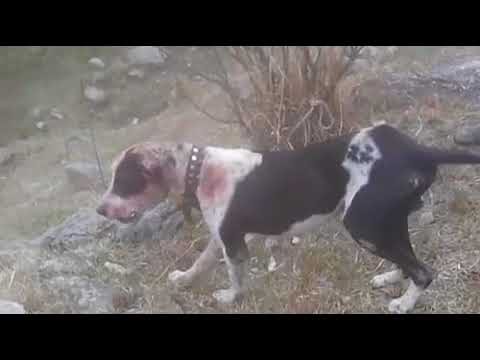 bully kutta dog fight video