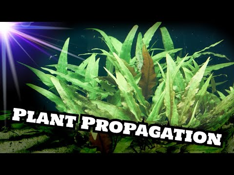 Cryptocoryne Wendtii Green (Plant Propagation)