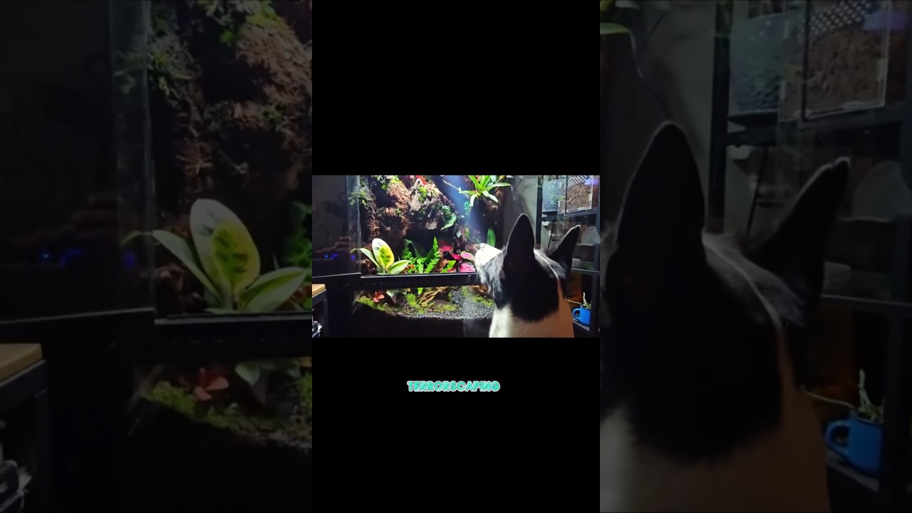 The Ultimate Terrarium Secret