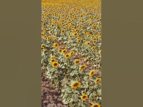 Күнбағыс алқабы🌻😍 Хромтау ауданы. - YouTube