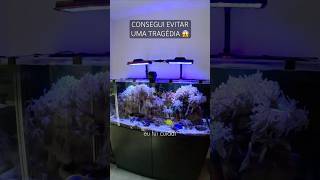 I managed to prevent a tragedy in our marine aquarium during maintenance. I managed to prevent a tragedy in our marine aquarium during maintenance.