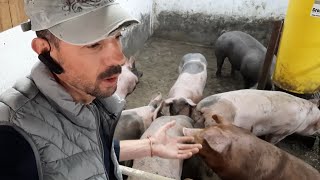 картинка: Яку кількість свиней тримати,щоб заробляти❓️Хто заробляє❓️Хто тримає чи реалізує‼️