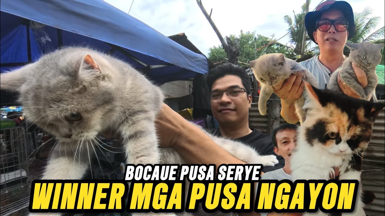 PANALO MGA PUSA NGAYON | BOCAUE PUSA SERYE | NOVEMBER 28, 2025