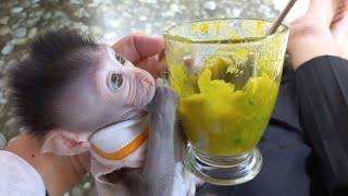 Baby Monkey Likes To Eat Avocado