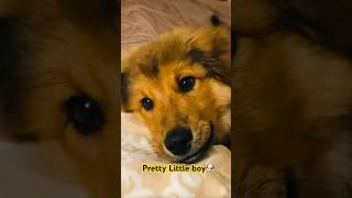 #oldies #puppy #petshub #doggielife #animallife #pets #viralshort #tiktok #korea #japan #nepal