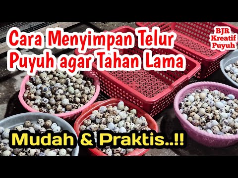 Telur Puyuh Tahan Berapa Hari
