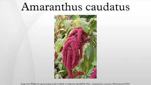 Amaranthus caudatus
