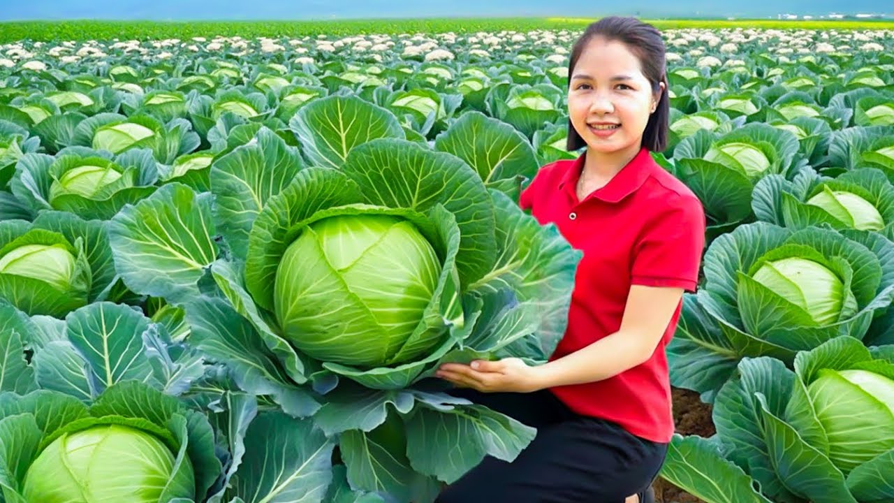 Harvest +1000 fresh cabbages to sell at the market, traditional pickled cabbage recipe