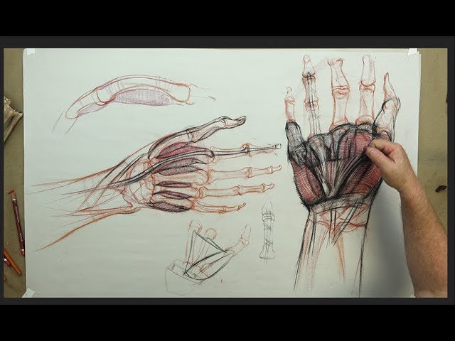 Bones of the Body - Video Lesson in Drawing Academy Course | Drawing Academy