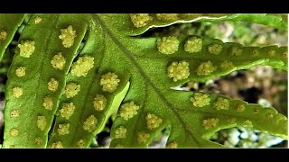 Polypodium cambricum  Polypodium australe Fée   the southern polypody   limestone polypiody   Welsh