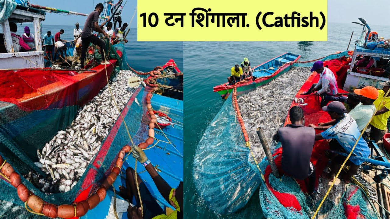 पर्सनेट च्या बोटीला लागला 10 टन शिंगाला मासा. शिंगाला मच्छी चा थैमान 🥵