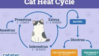 Do Cats get periods too? Cats Menstruate