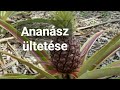 Ananász ültetése