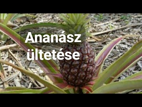Ananász ültetése - YouTube