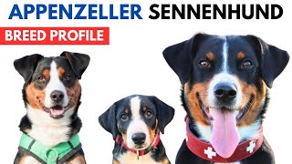 Appenzeller Sennenhund Dog Breed Profile History  Price  Traits  Appenzeller Dog Grooming Needs