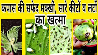 कपास में सफ़ेद मक्खी का प्रकोप | Cotton leaf curl Disease | Syngenta Polo | Ampligo | Bhartiya Kisan