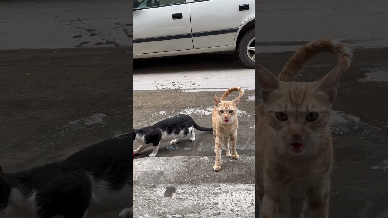 Roaming cats 🐈‍⬛ 🐈 meow meow