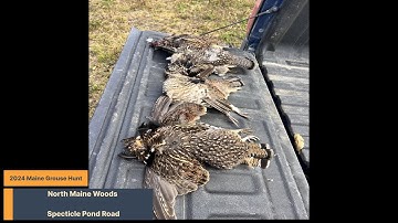 2024 Maine Grouse Hunt - North Maine Woods Specticle Pond Road