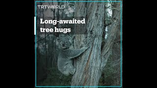 Koalas Released Back Into The Wild After Australia Bushfires