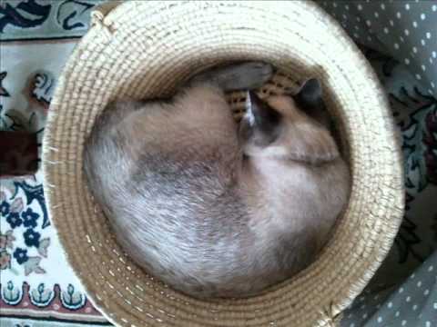 「あたし、ねこ」　　ぼんver