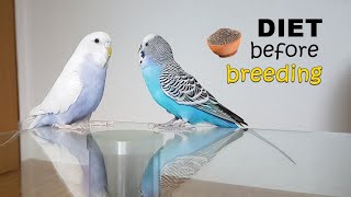 Proper diet before breeding budgies | Guide