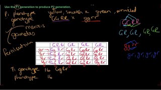 Full Gr 12 Life Sciences Genetics and Inheritance Part 7 Dihybrid Crosses Guide