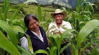 Hasta la punta del cerro fuimos a limpiar nuestra cosecha de maíz