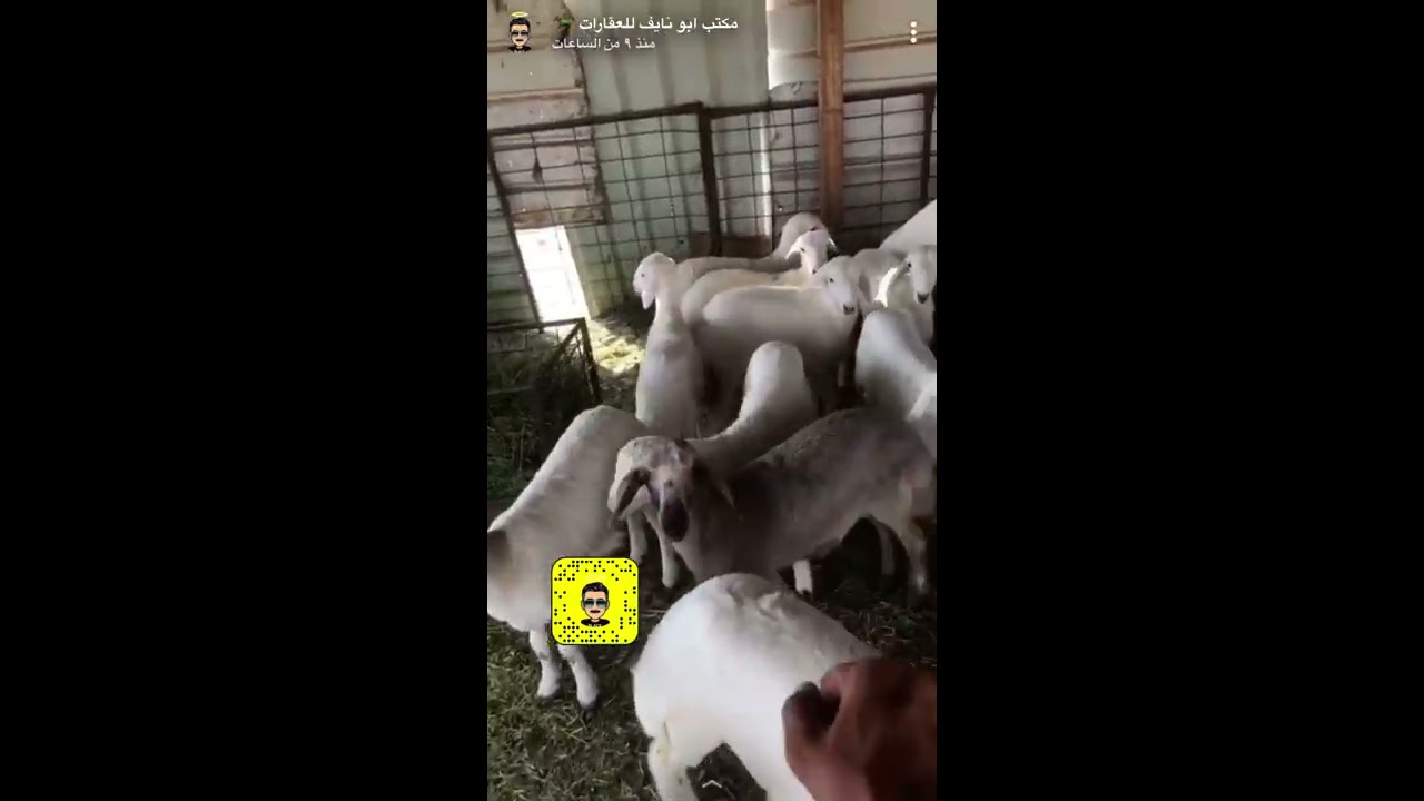 غنم التسمين ومكافحة الخراجات والتحصينات وافضل وقت للافوميك واقتراحات متابعين وتحفيز المرضعات