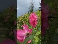 ابن القيم الاستغفار نعمة من الغفار من داوم عليها وجد أثرها في نفسه وماله وولده وجميع شأنه الحصري