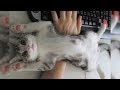 Funny cat compilation - Cats are so funny you will die laughing