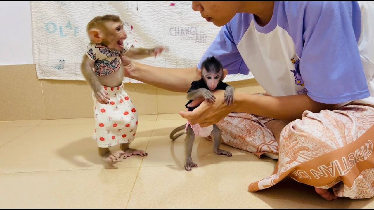 Jasmine like a baby & jealously mom take care only koi