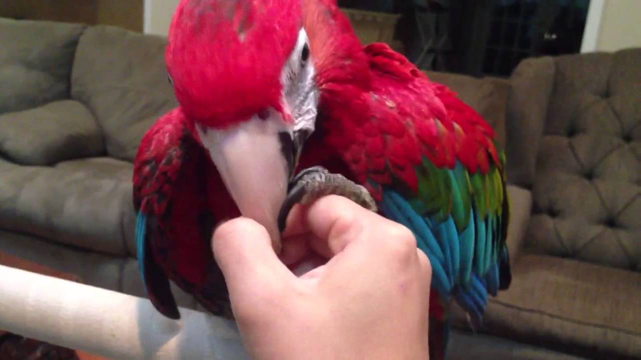 Picture Idea: Raja Jubilee Macaw Practicing Exercises For Aviator Harness