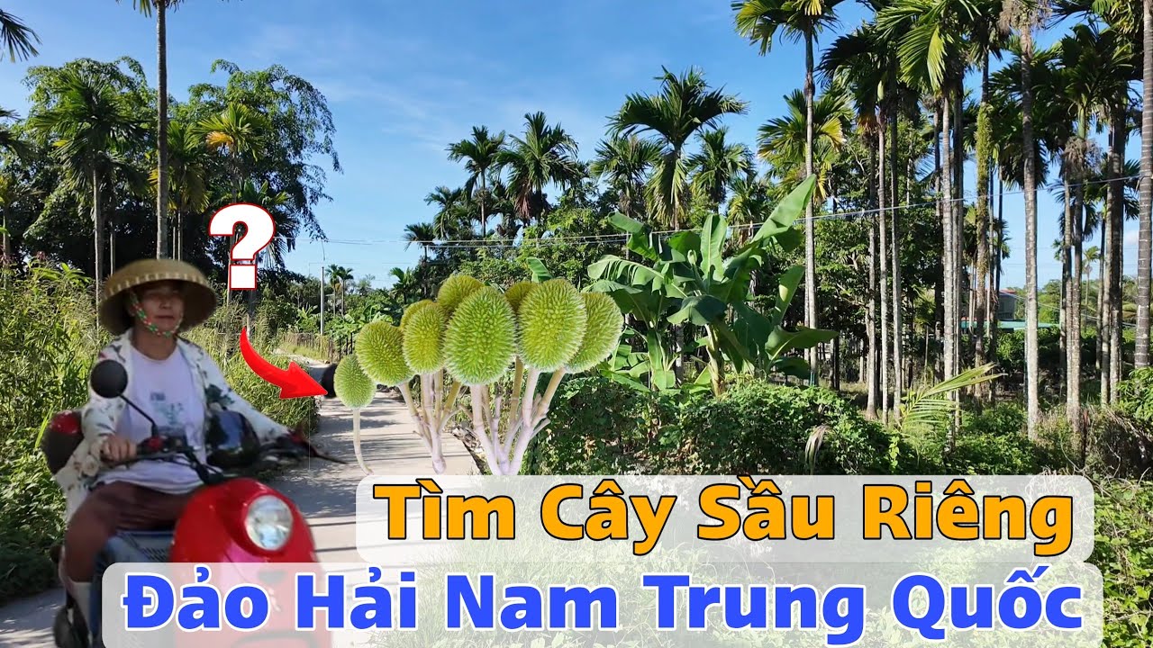 Tìm Cây Sầu Riêng Trên Đảo Hải Nam Trung Quốc Thấy Cuộc Sống Người Dân ?