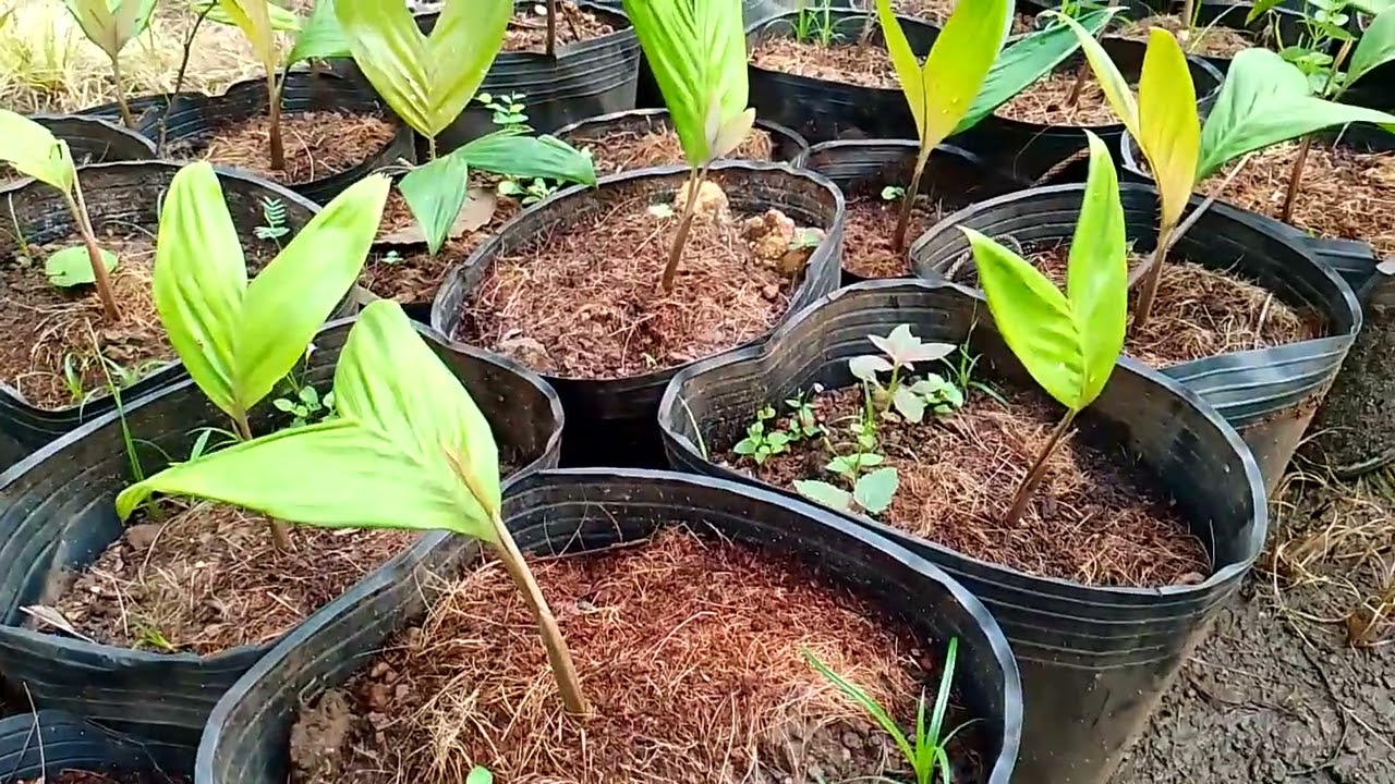 Salak Indo 2 tháng tuổi. và một số vấn đề về hạt giống.