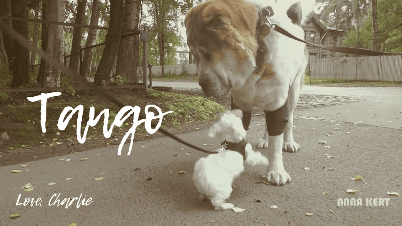 Join Charlie the Puppy on His First Big Adventure ! 🐾