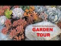 Chopstick And Succulents Garden Tour