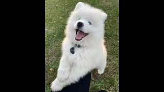 Cute & Funny Samoyeds Video Compilation 4K #2