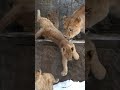 ごめんねフウ🎈旭山動物園ライオン🐱Lion mama tried to play with her cub.🎢#shorts #lion #baby