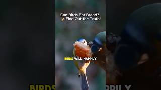 Can Birds Eat Bread? The Surprising Truth About Bread’s Impact on Birds 🐦🥖 #birdingtips #birding