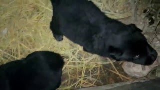 VID 20160129 195002