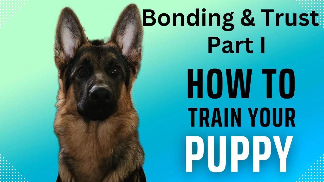 Building Trust and Bonding with your German Shepherd Puppy