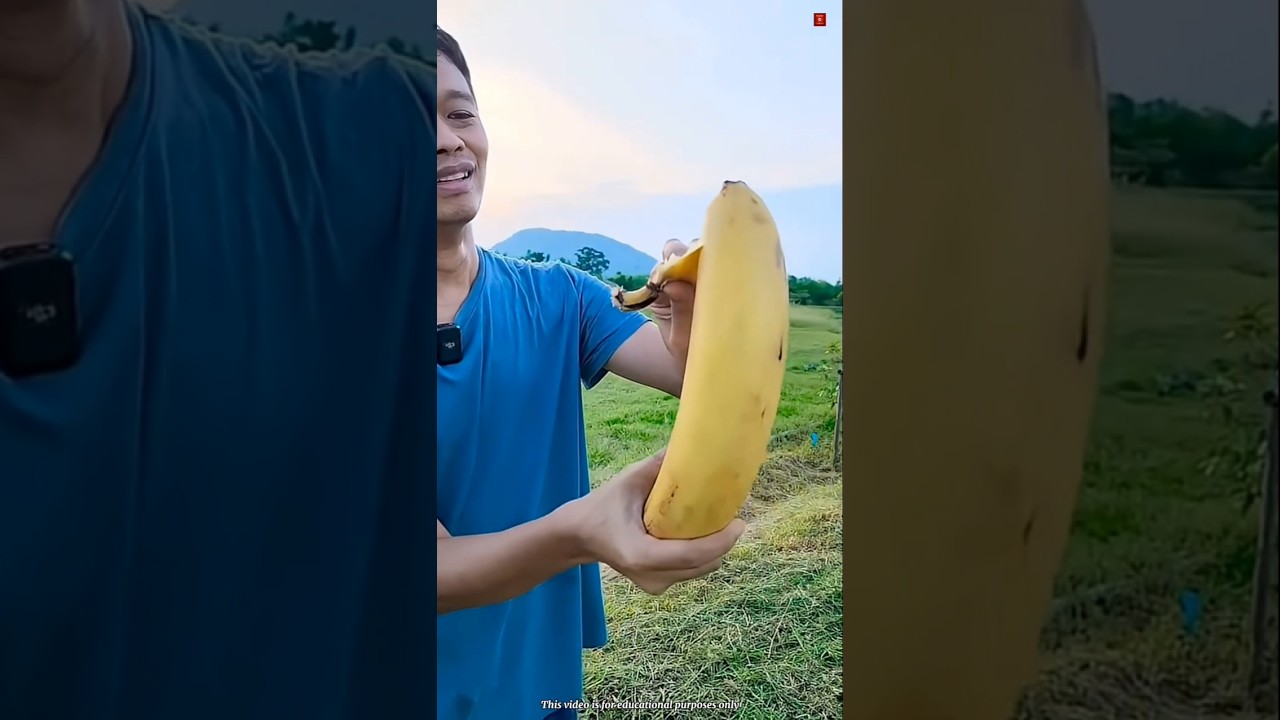 Meet Musa Ingens: The Giant Banana Bigger Than Your Arm! 🍌😱