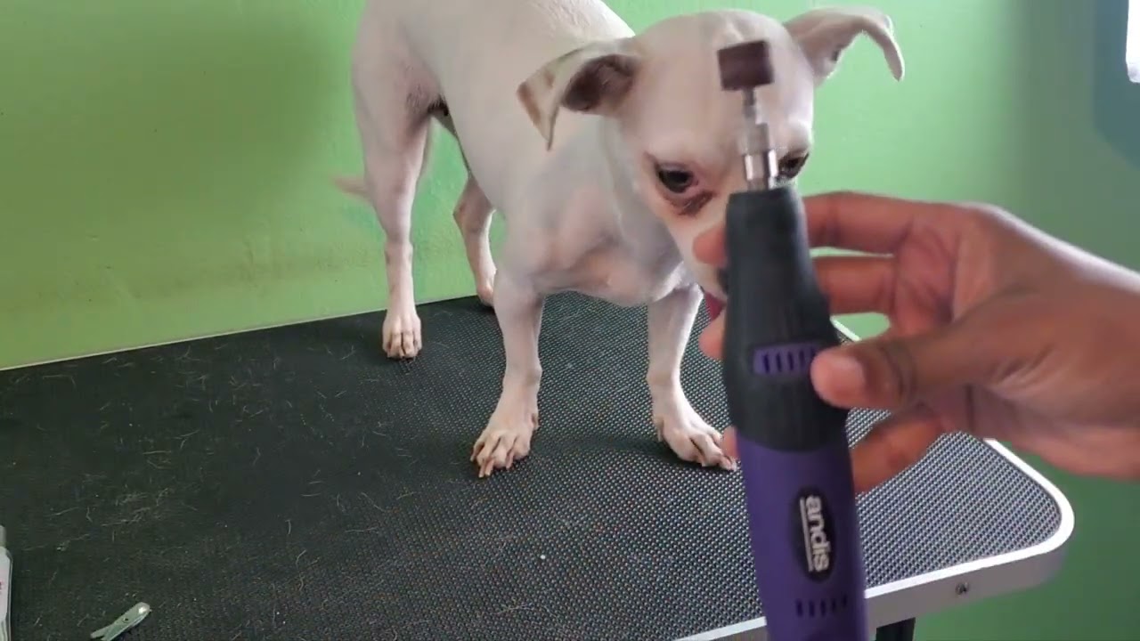 How to cut a dog nails 