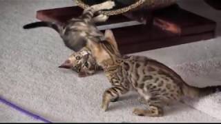 Bengal Cats Running on a Treadmill by Norman Hilt 626 views 4 years ago 2 minutes, 31 seconds