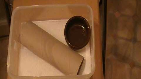 Hatchling Corn Snake Setup