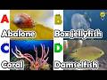 ABC phonics animals | ABC Sea Animals song | English and Animals for Kids | Alphabets Kids Song